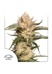 Auto Trichome & Cream