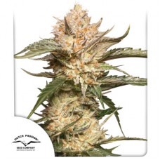 Семена конопли Auto Trichome & Cream Автофеминизированные Dutch Passion