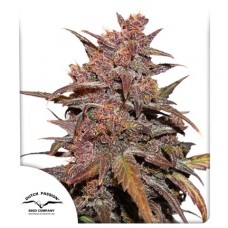 Семена конопли CBD Auto Blackberry Kush Автофеминизированные Dutch Passion