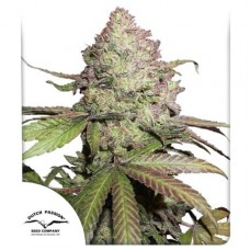 Семена конопли CBD Auto Charlotte’s Angel Автофеминизированные Dutch Passion