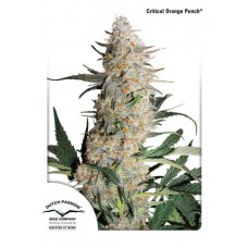 Семена конопли Critical Orange Punch Феминизированные Dutch Passion