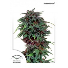 Семена конопли Durban Poison feminized Феминизированные Dutch Passion