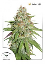 Glueberry O.G. feminized