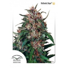 Семена конопли Hollands hope feminized Феминизированные Dutch Passion