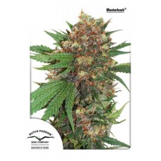 Семена конопли Master Kush feminized Феминизированные Dutch Passion