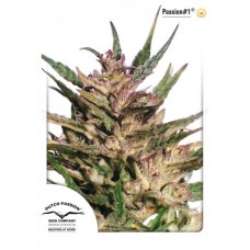 Семена конопли Passion #1 feminized Феминизированные Dutch Passion