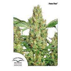 Семена конопли Power Plant feminized феминизированные Dutch Passion