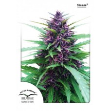 Семена конопли Shaman feminized Феминизированные Dutch Passion