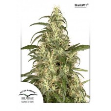 Семена конопли Skunk #11 feminized Феминизированные Dutch Passion