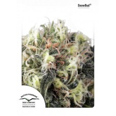 Семена конопли Snow Bud feminized Феминизированные Dutch Passion