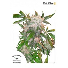 Семена конопли White Widow  feminized феминизированные Dutch Passion