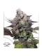 Candy Bubatz XL