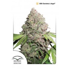 Семена конопли CBD Charlotte’s Angel Феминизированные Dutch Passion