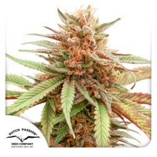 Семена конопли Durban Dew Феминизированные Dutch Passion