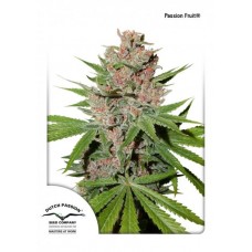 Семена конопли Passion fruit feminized Феминизированные Dutch Passion