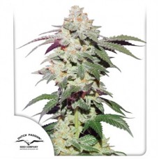 Семена конопли Skywalker Haze Феминизированные Dutch Passion