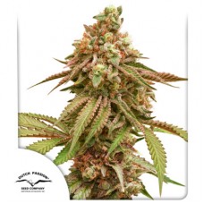 Семена конопли Tropical Tangie Феминизированные Dutch Passion