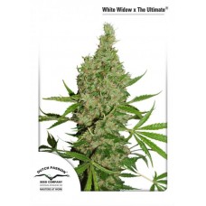 Семена конопли White Widow x The Ultimate regular Регулярные Dutch Passion