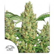 Семена конопли Power Plant regular Регулярные Dutch Passion