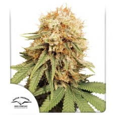 Семена конопли White Widow regular Регулярные Dutch Passion