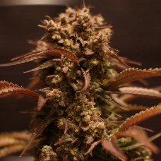 Семена конопли Purple Ryder Autofem Автофеминизированные Doctor's Choice