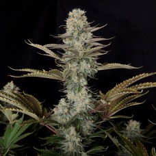 Семена конопли DC Kush Феминизированные Doctor's Choice