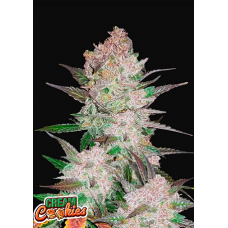 Семена конопли Cream Cookies Auto Автофеминизированные FastBuds