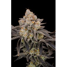 Семена конопли Gorilla Cookies Fast Flowering Феминизированные FastBuds