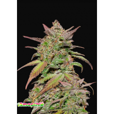 Семена конопли Smoothie Auto Автофеминизированные FastBuds