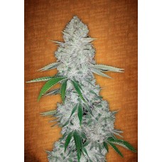 Семена конопли Gorilla Auto (Gorilla Glue Auto) Автофеминизированные FastBuds