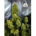 Семена конопли Gorilla Auto (Gorilla Glue Auto) Автофеминизированные FastBuds