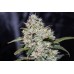 Семена конопли Gorilla Auto (Gorilla Glue Auto) Автофеминизированные FastBuds