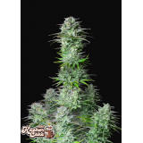 Kosher Cake Auto