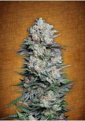 Mexican Airlines Auto