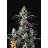 Mimosa Cake Auto