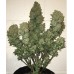 Семена конопли West Coast Og Auto Автофеминизированные FastBuds