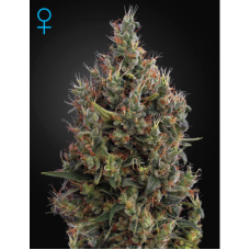Семена конопли Big Bang Auto Автофеминизированные Green House