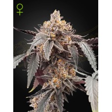 Семена конопли Guava x Gelato 41 Auto Автофеминизированные Green House
