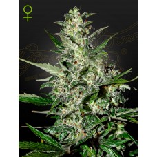 Семена конопли Super Critical Auto Автофеминизированные Green House
