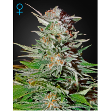 Семена конопли Super Lemon Haze Auto Автофеминизированные Green House