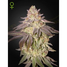 Семена конопли Black Toffee Auto Автофеминизированные Green House