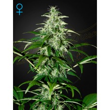 Семена конопли Kalashnikova Auto Автофеминизированные Green House