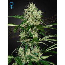 Семена конопли Northern Lights Auto Автофеминизированные Green House