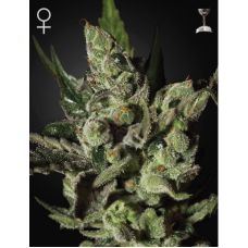 Семена конопли Exodus Cheese Феминизированные Green House
