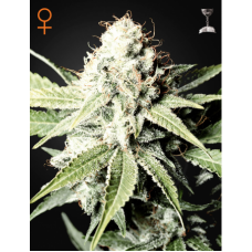 Семена конопли Great white shark Феминизированные Green House