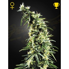 Семена конопли Hawaiian Snow Феминизированные Green House