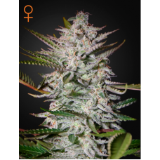 Семена конопли Holy Punch Феминизированные Green House