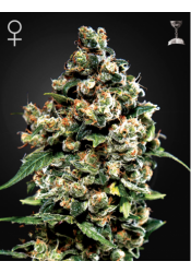 Jack Herer