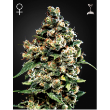 Семена конопли Jack Herer Феминизированные Green House