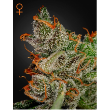 Семена конопли King's Kush Феминизированные Green House